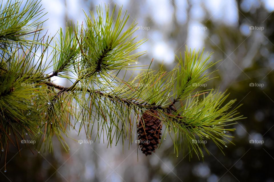 Close up view of pine tree branch