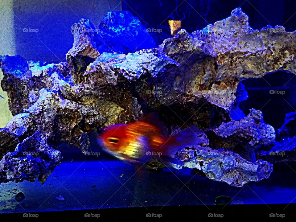 acuario con pez rojo