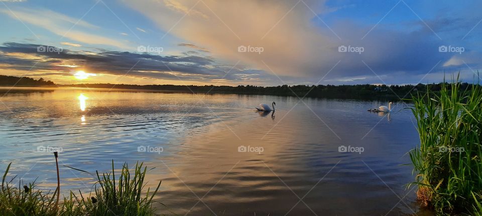 lovely sun set watching the swan