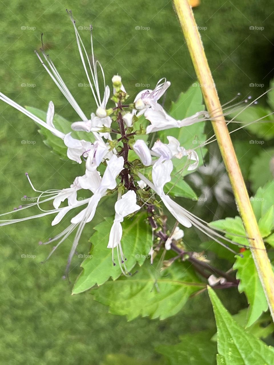 Spot this in the park