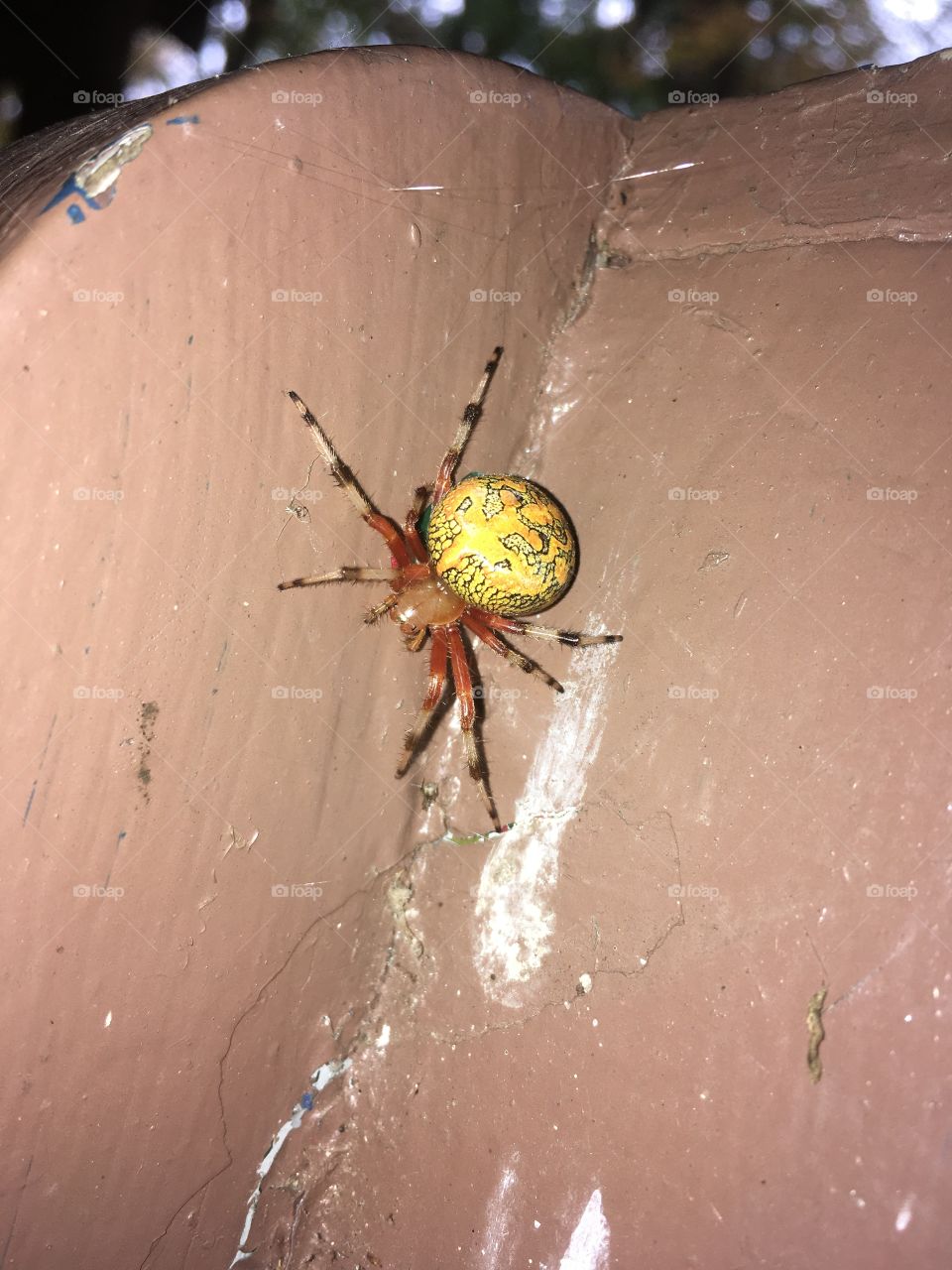 Spider, Arachnid, Insect, Spiderweb, Drop