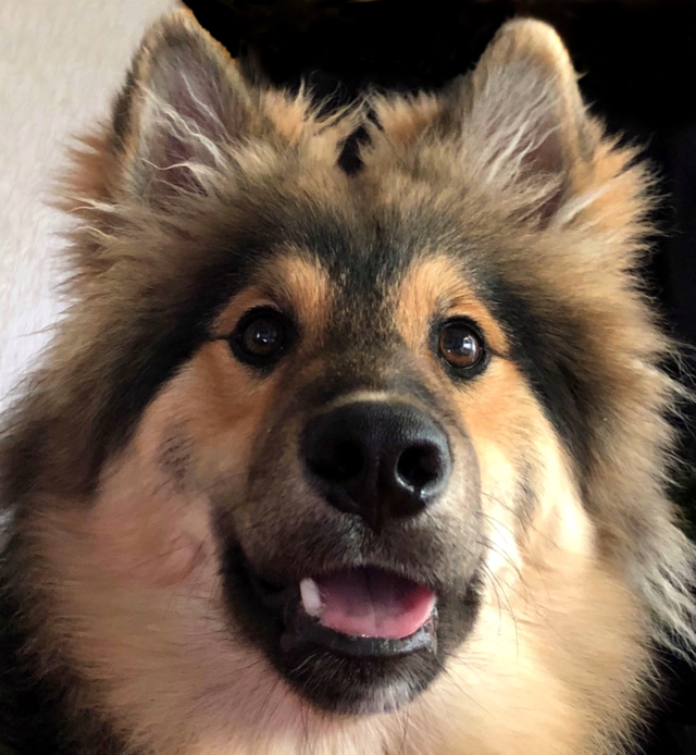 PuppyBomb