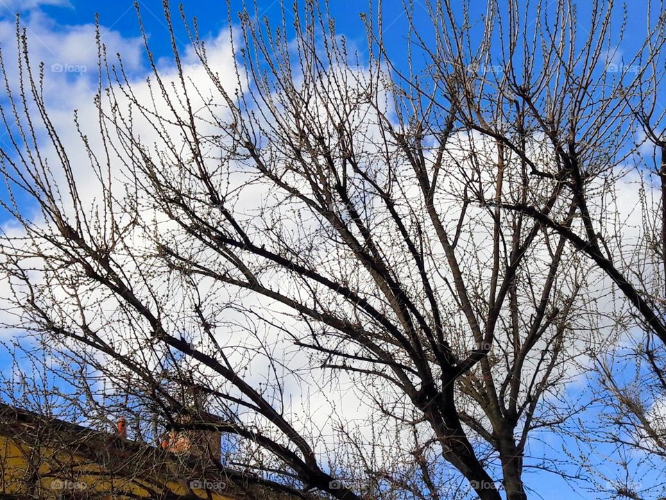 tree on the cloud