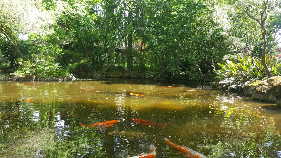 koi pond