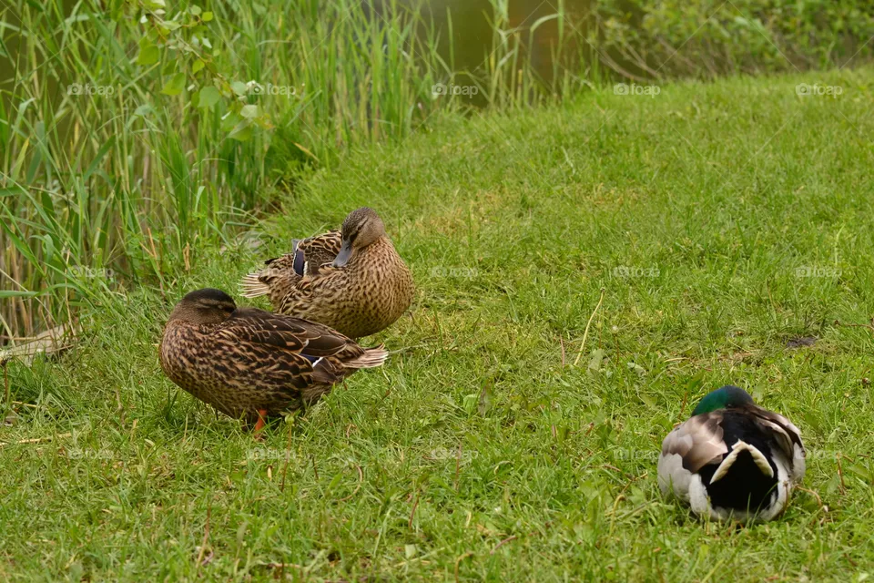 duck