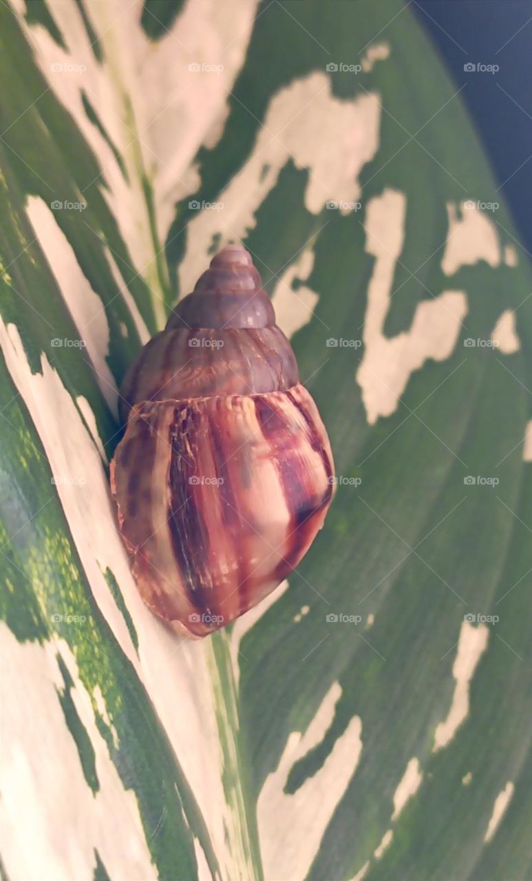 snail on the leaf