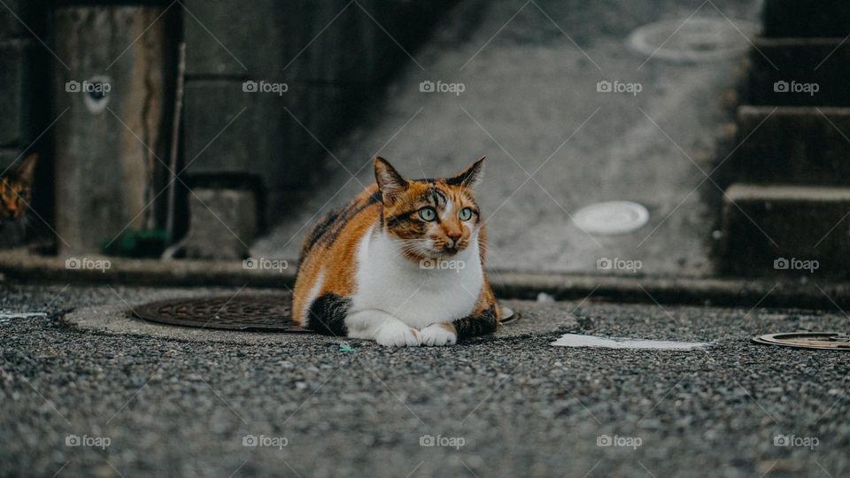 Cute cat