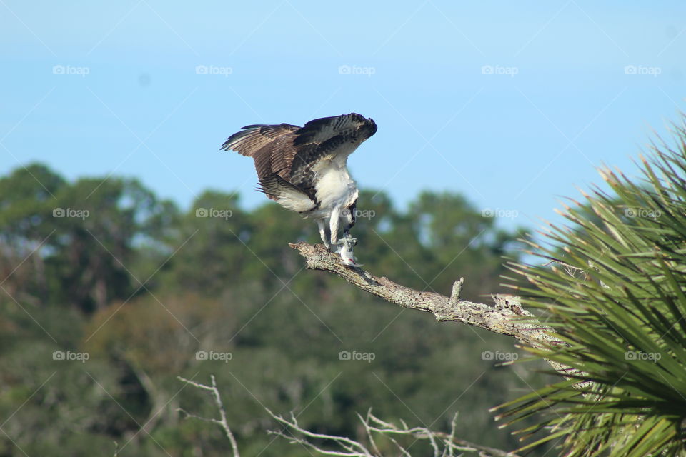 Adult Osprey Eating a Medium Sized Fig