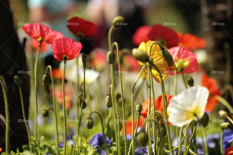 Flowers growing at outdoors