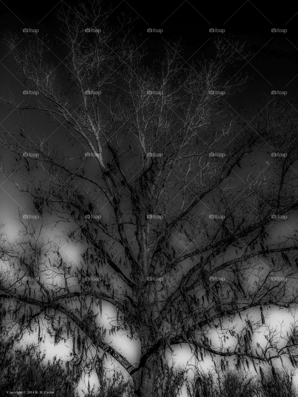 Infrared Tree