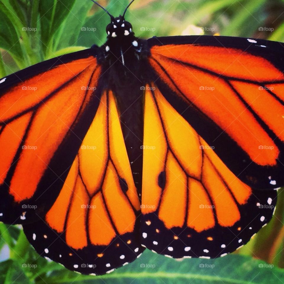 Monarch 4