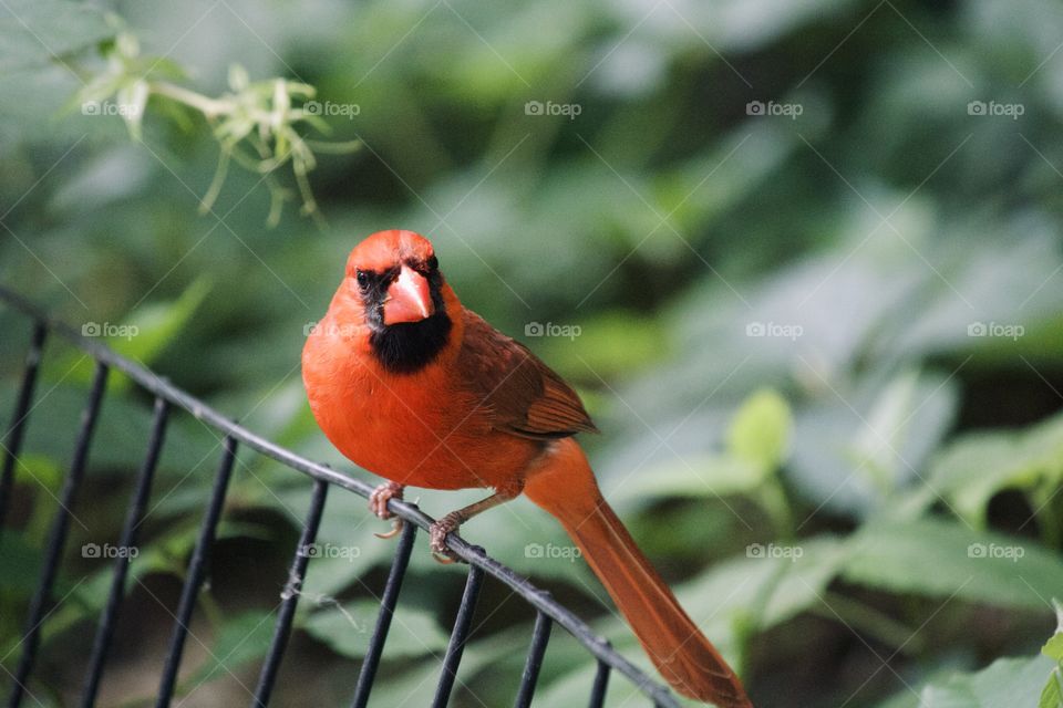 Cardinal in Central Park