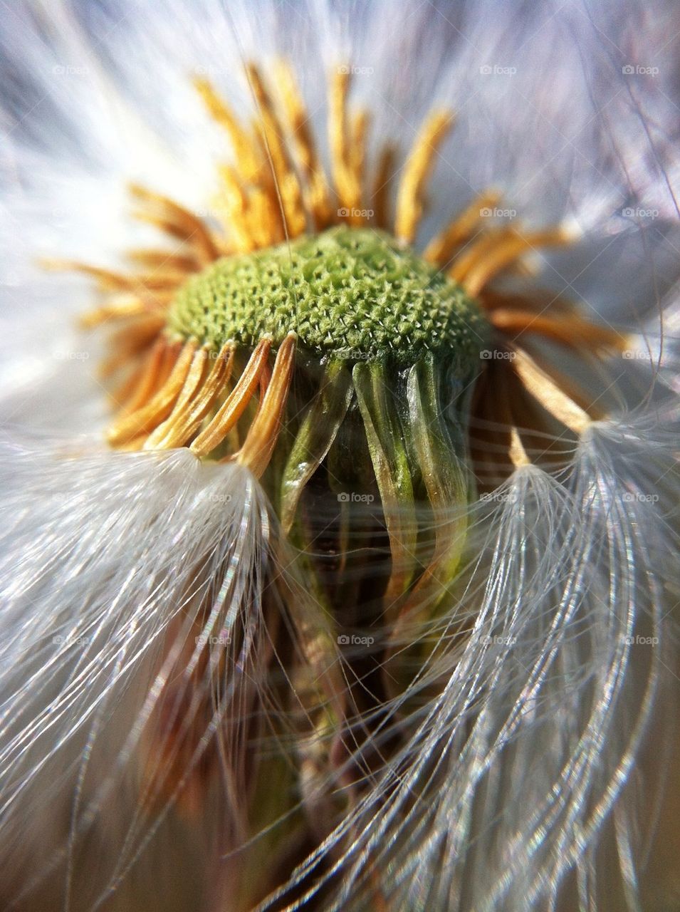 landscape flowers garden plants by miss_falcon