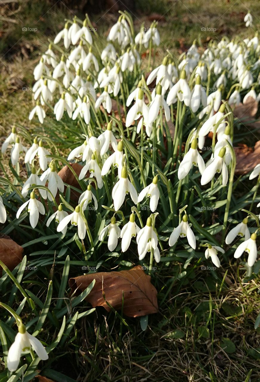 close-up of white snowdrops