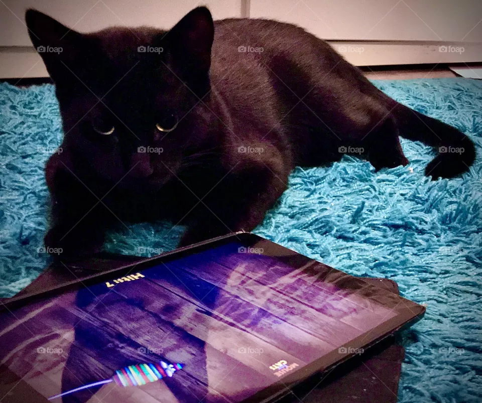 Little black cat palying with ipad