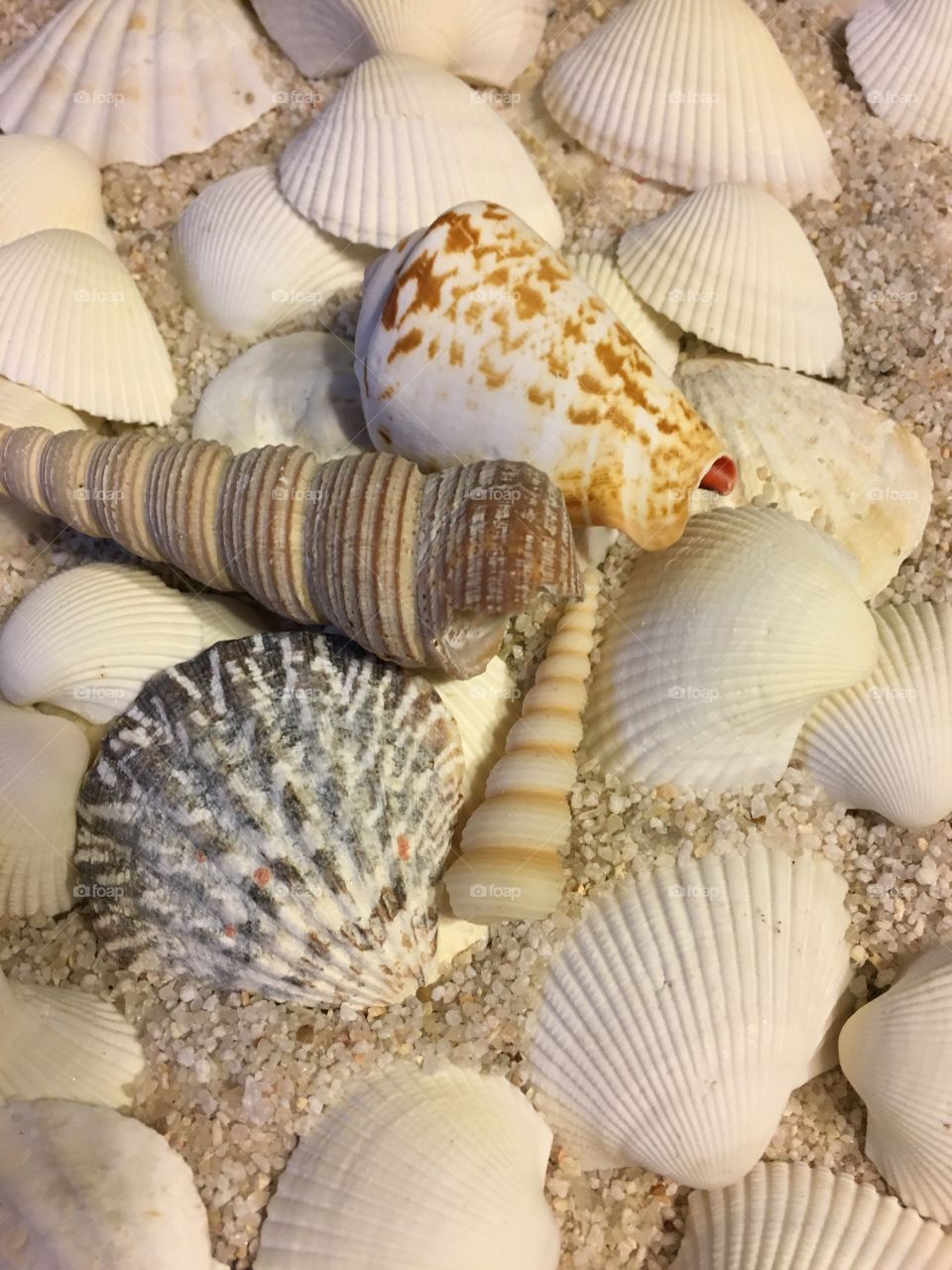 Seashells on sand