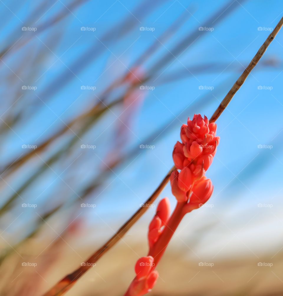 Close-up of bud growing in spring