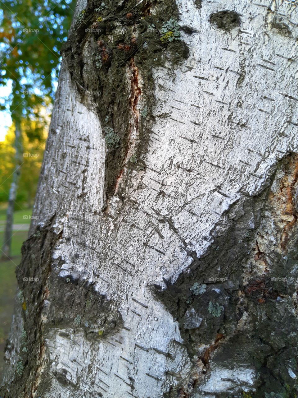 A birch tree