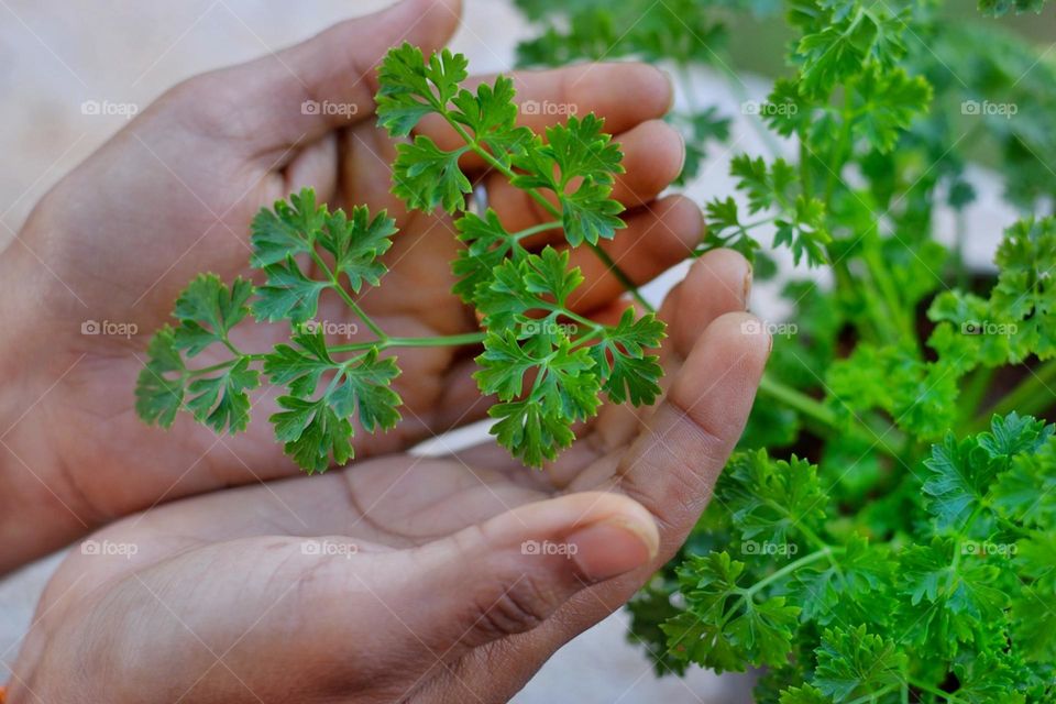 holding parsley
