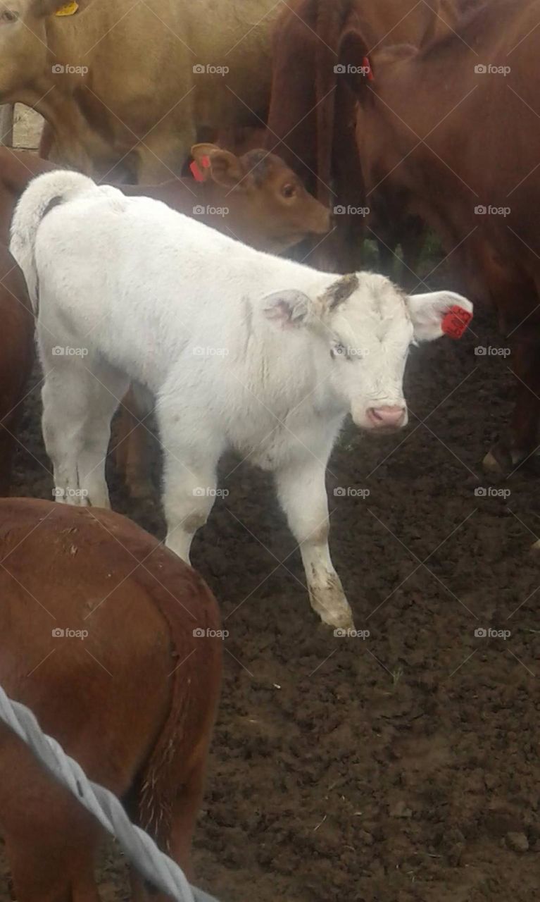 Young white bull between cattle