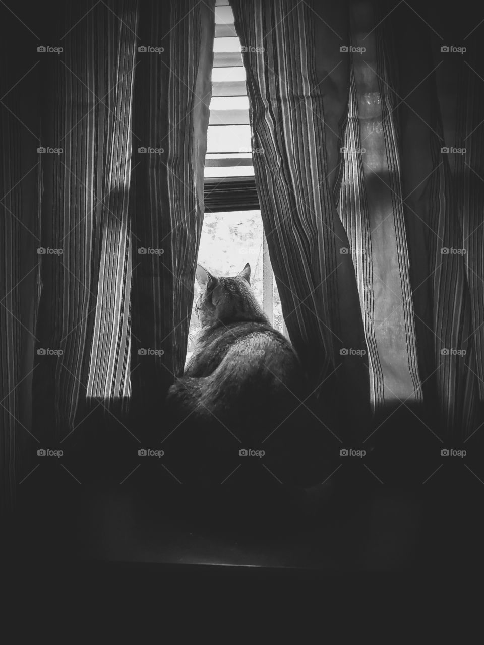 Black and white tabby window view