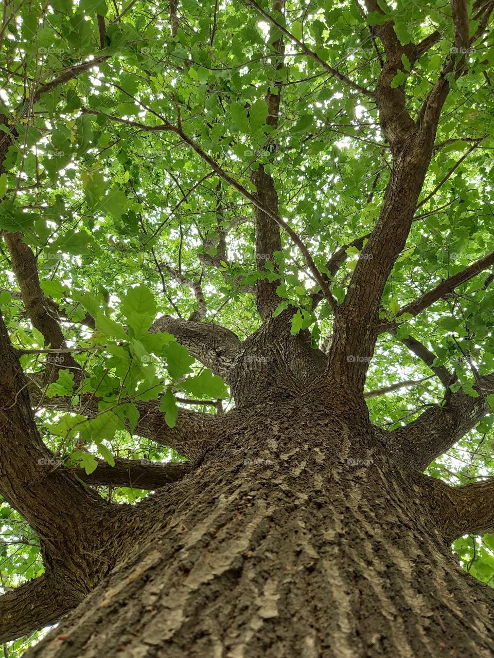 European oak