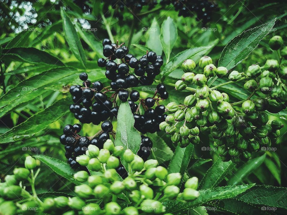 Filtered lives close-up. Green natural background for social media stories.