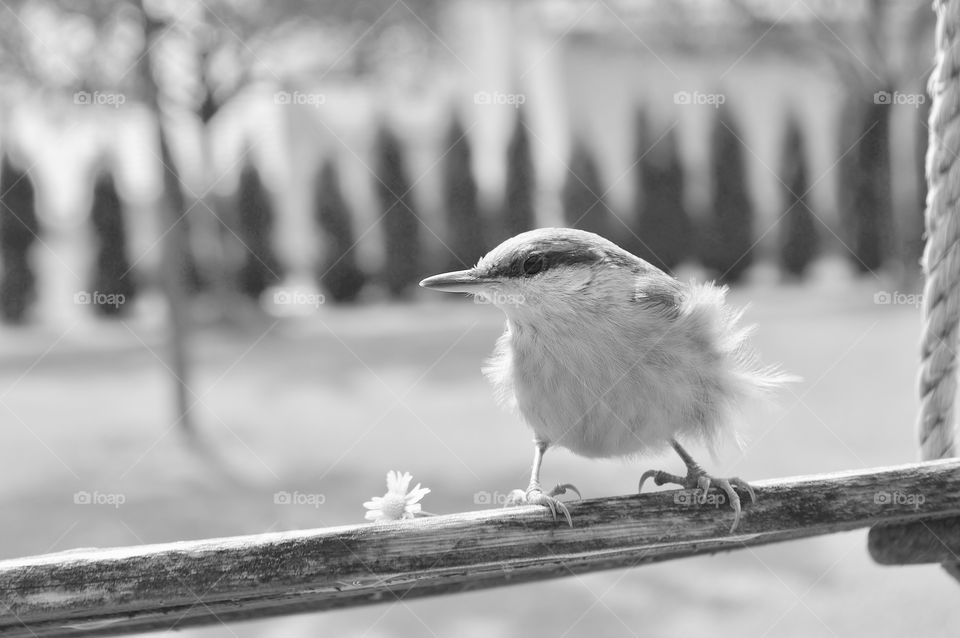 Little bird waiting on a swing