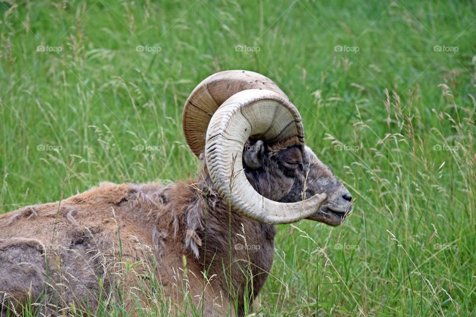Bighorn Goat