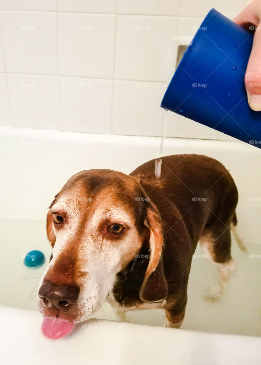 Bathtime isn't his favorite and his tongue sticking out shows how he feels