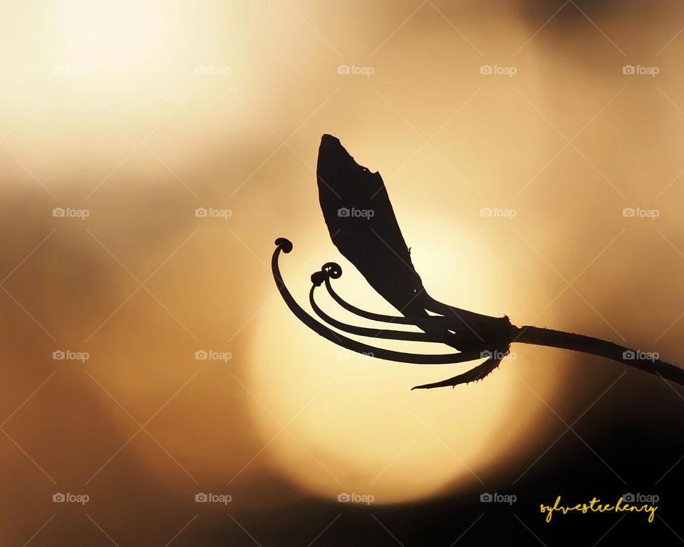 grass flower on sunset background.