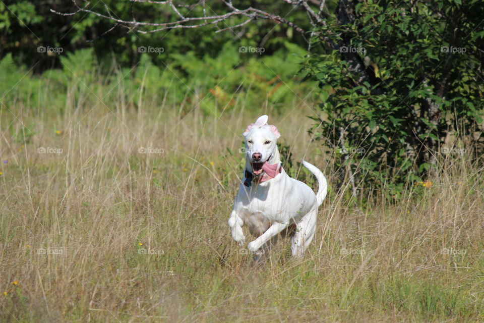 My adopted dog Elle enjoying her offleash run in a field