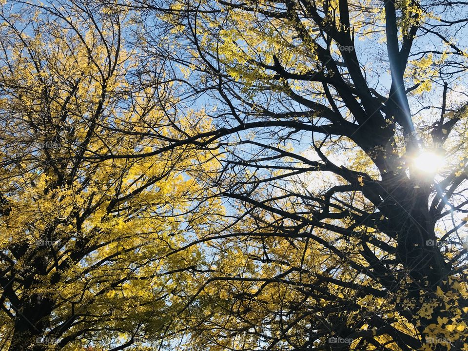 Amazing scene of shape and form of ginkgo trees canopy with blue bright sky and beautiful sunbeam at Shinjuku National Gyeon Garden