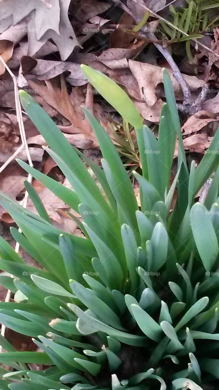 Early Spring:Getting Ready to Blossom