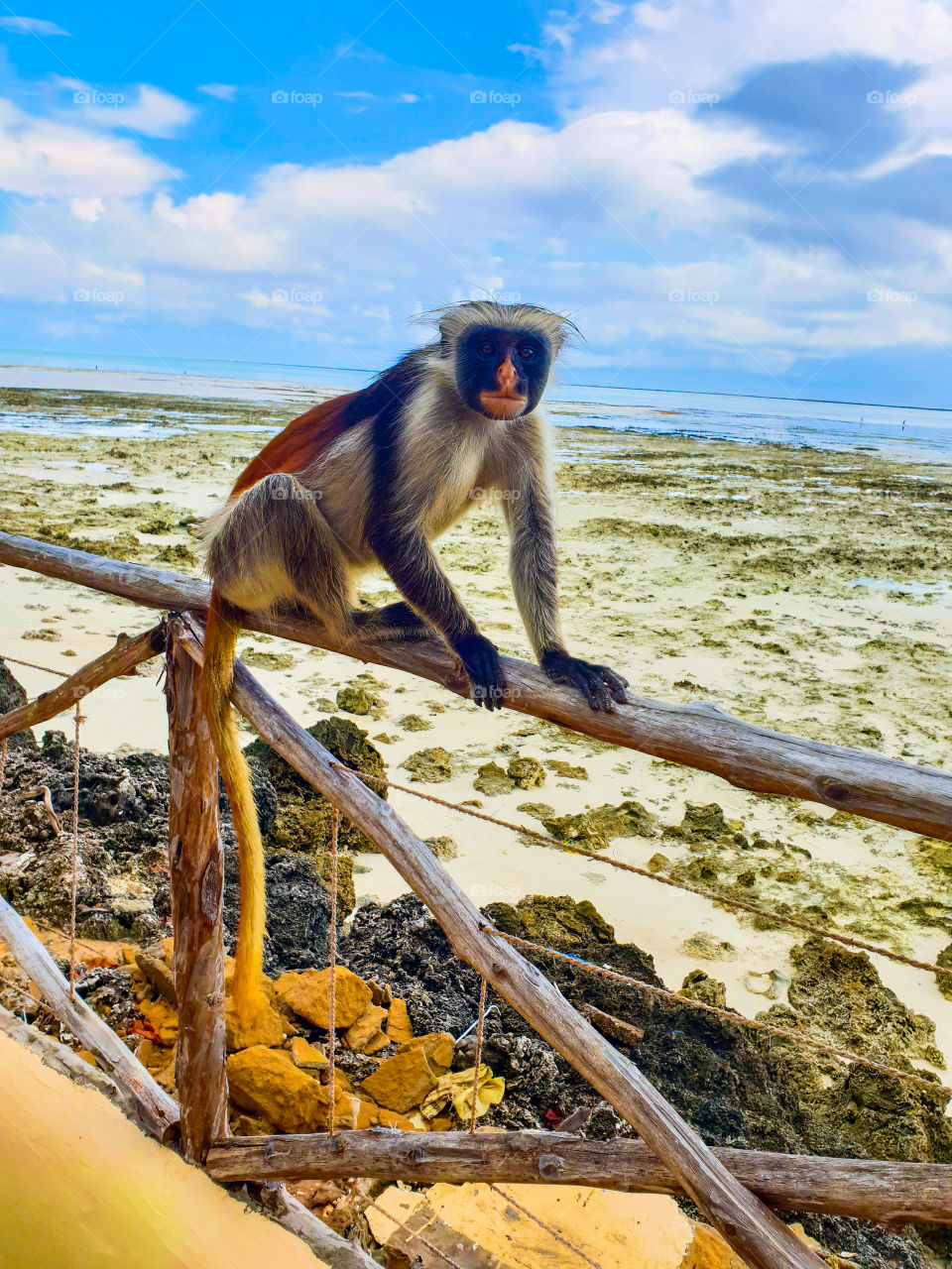 Monkey next to the beach