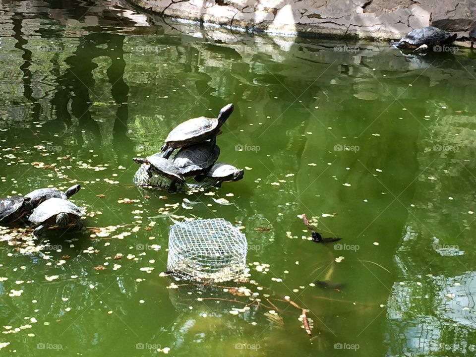 Muchas tortugas en Bonie springs 