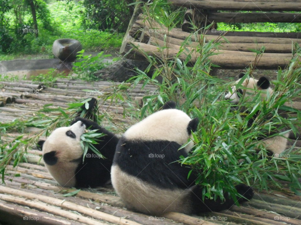 Cute adorable pandas