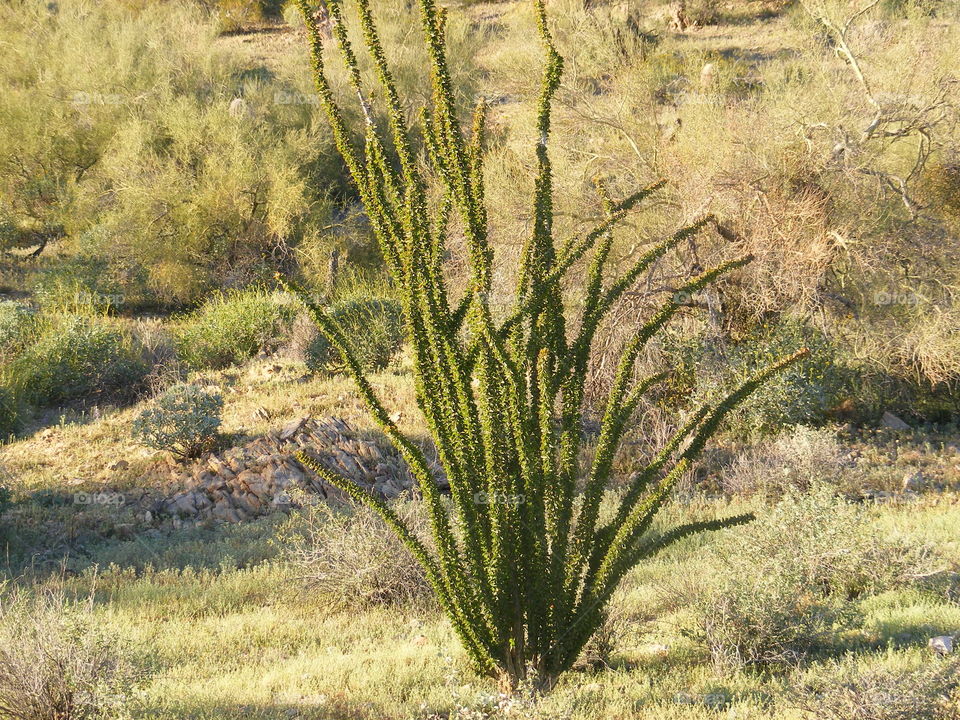 Plant in Arizona