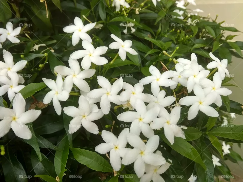 flower