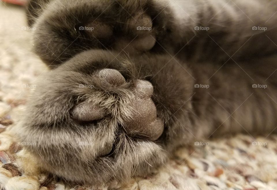 kitty paws