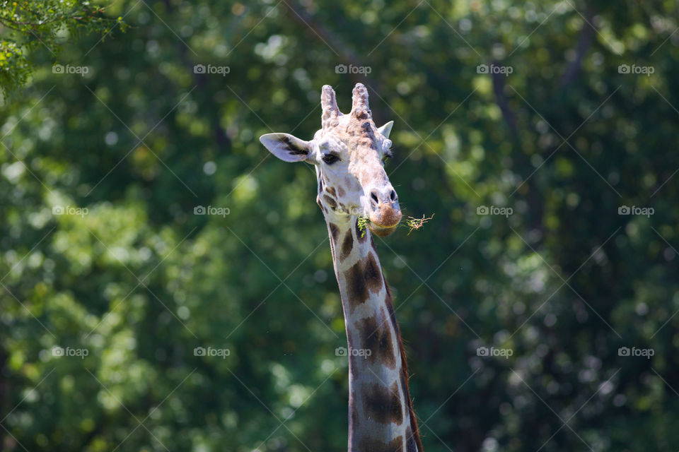 Giraffe taking a lunch break