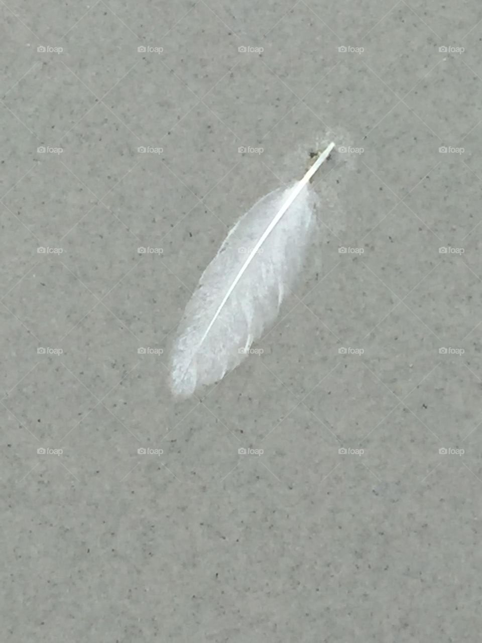 Seagull feather on sand