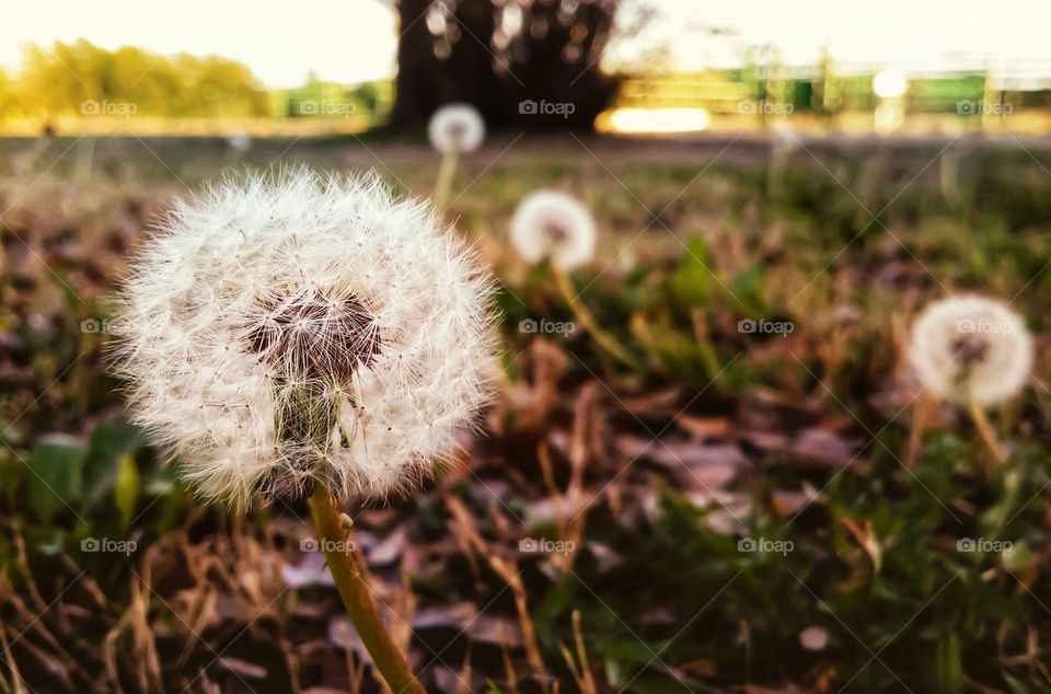 Downy Dandelions