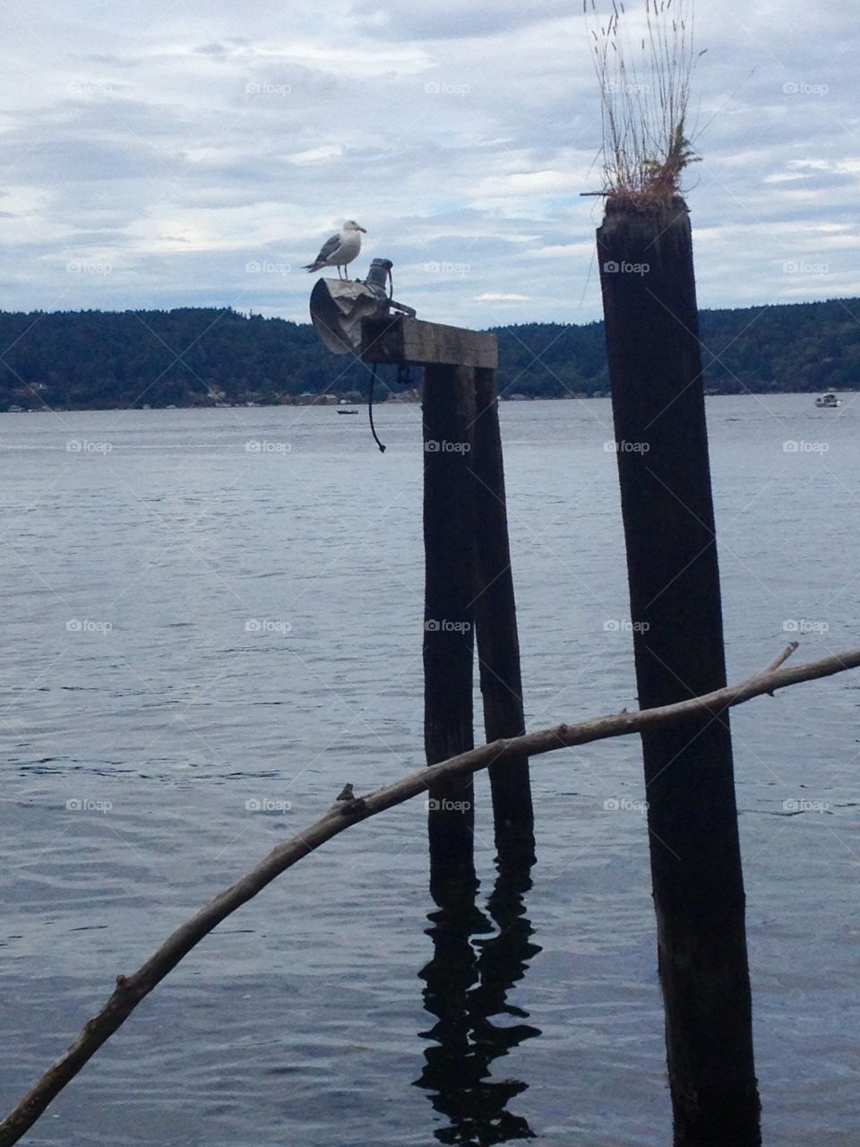 Seagull. Seagull on the Puget Sound