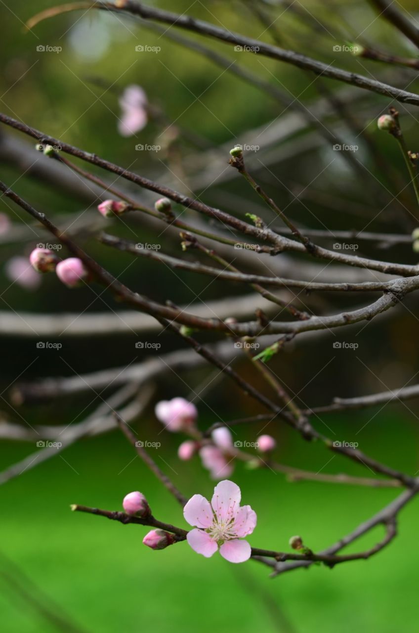 blossoms