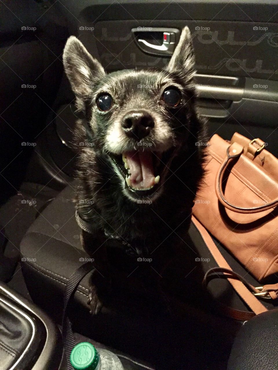 Pickles the chihuahua loves to go with me to run errands 