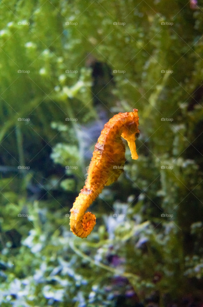 Seahorse in the aquarium 