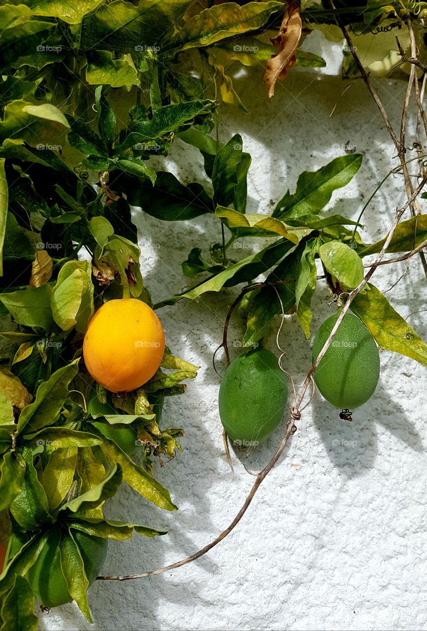 shadow and light, hanging fruit, climbing plant. white wall.