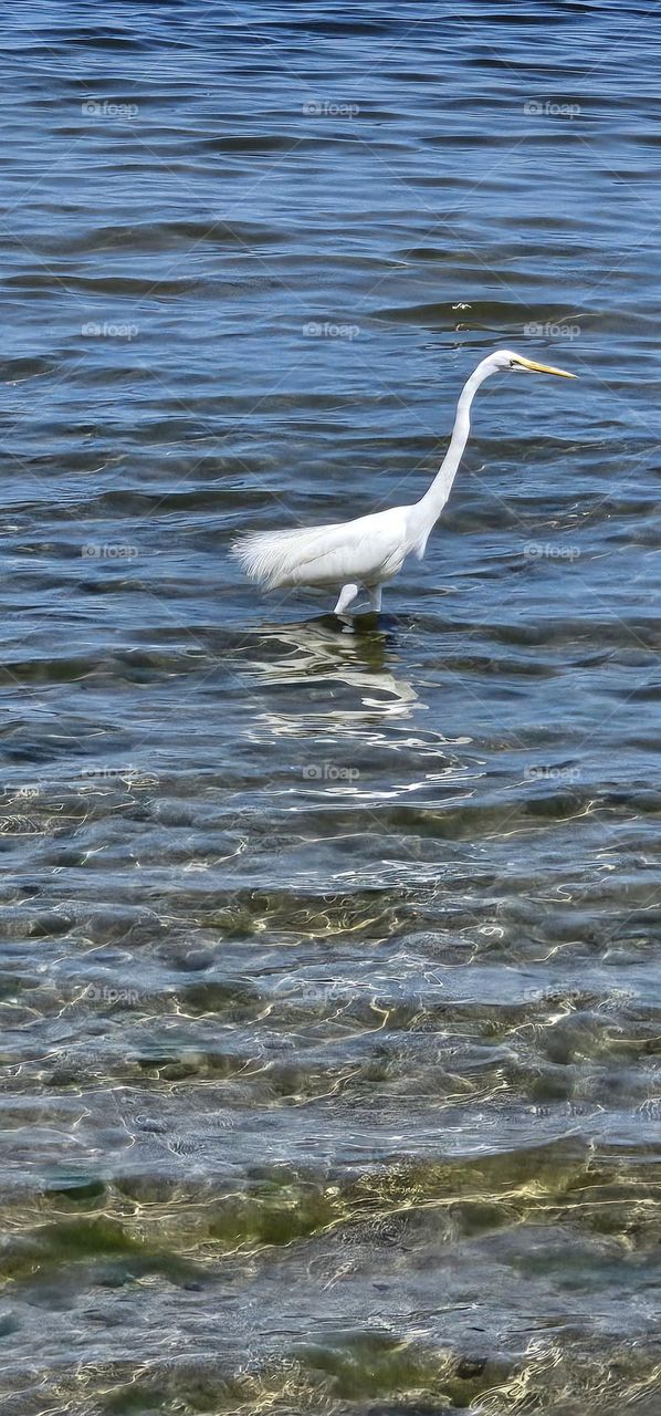 échassier à Livingstone