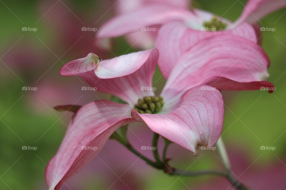 pink flowers